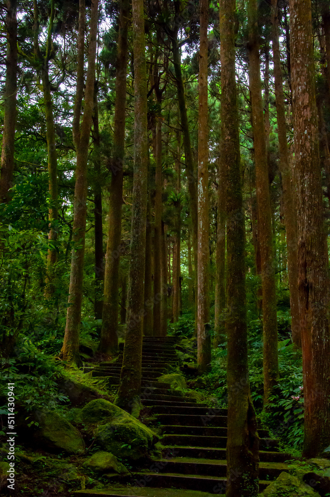 Taiwan, Xitou, forest, protected area, forest trail Taiwan, Xitou, forest, protected area, forest trail