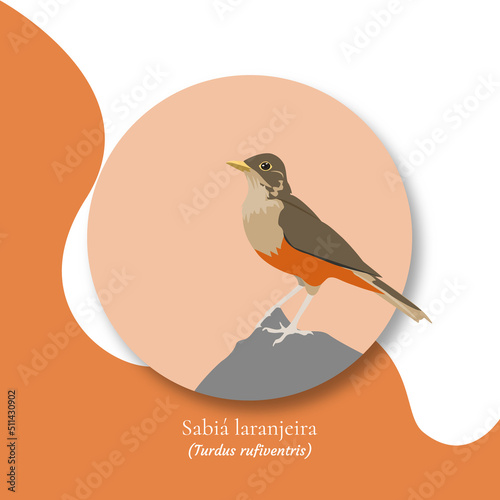 Bird illustration, Rufous-bellied thrush, Sabiá-laranjeira, National bird of Brasil