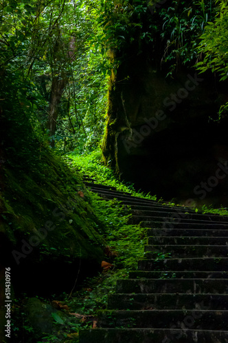 Taiwan  Xitou  forest  protected area  forest trail