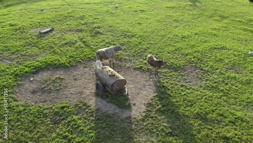 Several cows walking about old and abandoned water tank