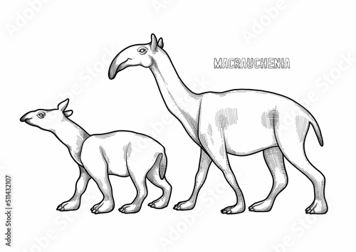 Graphic walking macrauchenias parent and child isolated on a white background