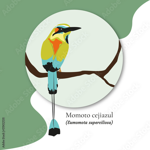 Bird illustration, Turquoise-browed motmot, National bird of Nicaragua and El Salvador