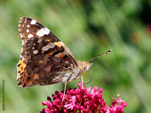 Closeup profile painted lady butterfly (Cynthia cardui ou Vanessa cardui) feeding on valerian flower (Centranthus ruber)