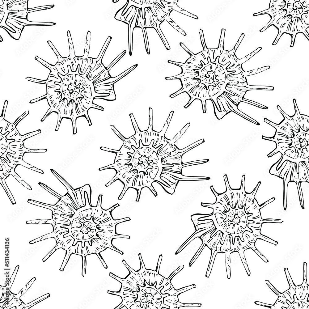 Obraz premium Shell pattern in a one line style. Outline of the plant: Black and white engraved ink art shells. Sketch wild flower for background, texture, wrapper pattern, frame or border.
