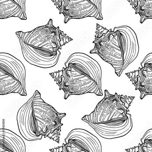 Shell pattern in a one line style. Outline of the plant  Black and white engraved ink art shells. Sketch wild flower for background  texture  wrapper pattern  frame or border.