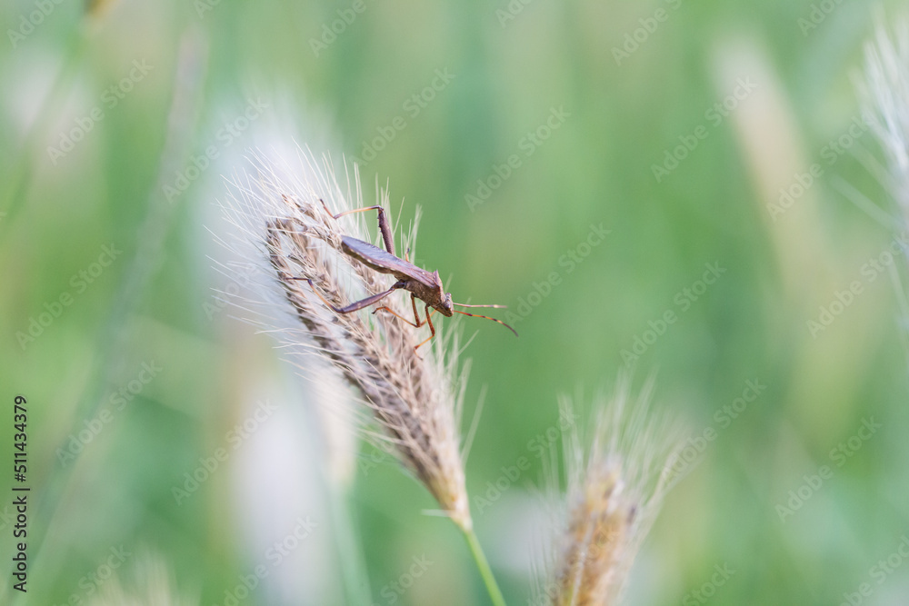 Fototapeta premium summer outdoor tiger tail grass，Chloris virgata Sw