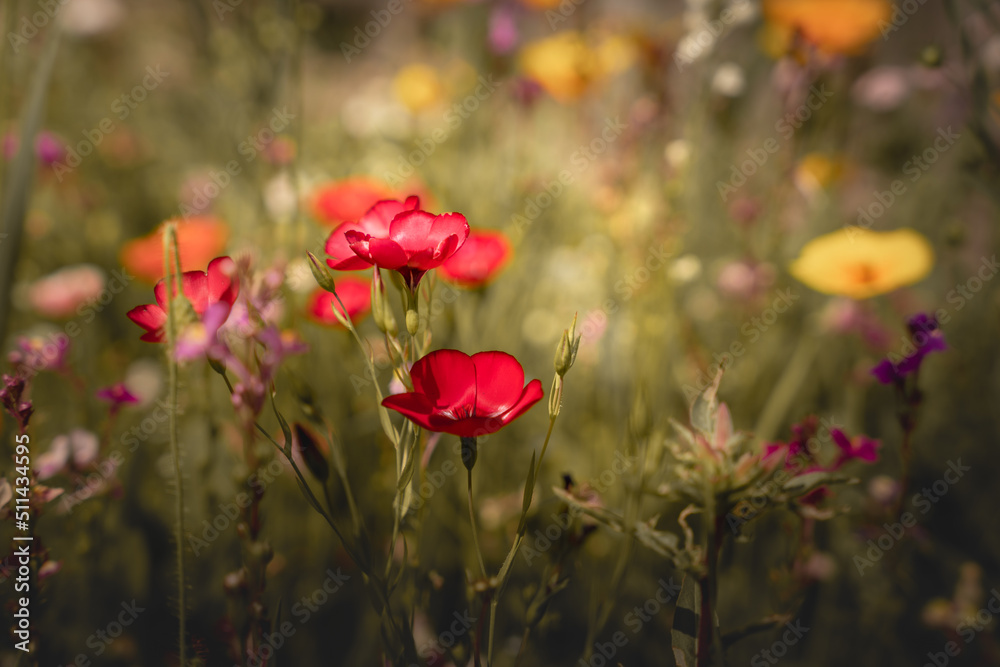 Obraz premium Sommerlandschaft mit vielen schönen Blumen. Mehrfarbige blühende Sommerwiese mit rosafarbenen Mohnblumen, blauen Kornblumen. Wildes Blumenfeld.