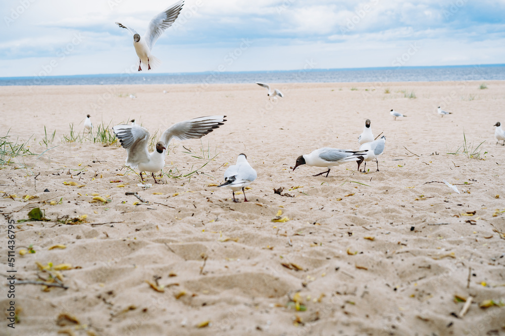 Obraz premium flock of sea gulls flying fighting for food on beach by the sea