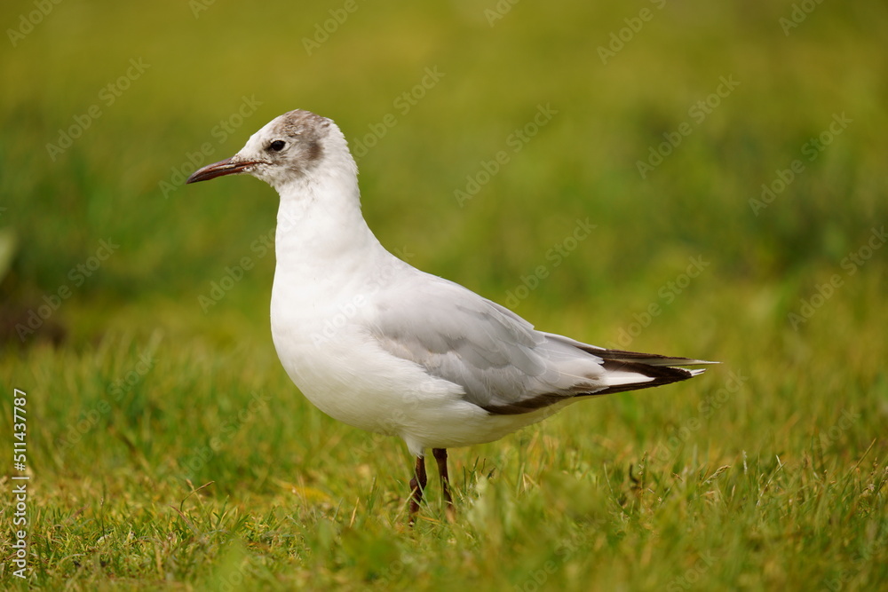Seagull stands on a background of green grass. The black-headed gull (Chroicocephalus ridibundus) is a small gull that breeds in much of the Palearctic including Europe Seagull stands on a background of green grass. The black-headed gull (Chroicocephalus ridibundus) is a small gull that breeds in much of the Palearctic including Europe