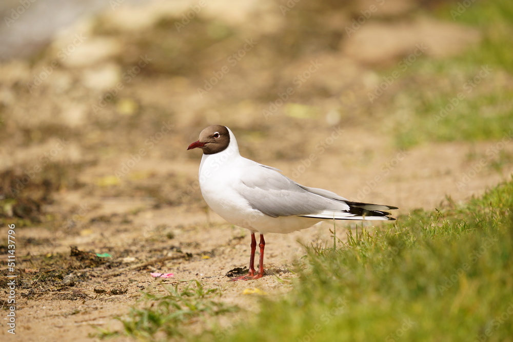 A seagull stands on the shore of a pond. The black-headed gull (Chroicocephalus ridibundus) is a small gull that breeds in much of the Palearctic including Europe and also in coastal eastern Canada. A seagull stands on the shore of a pond. The black-headed gull (Chroicocephalus ridibundus) is a small gull that breeds in much of the Palearctic including Europe and also in coastal eastern Canada.
