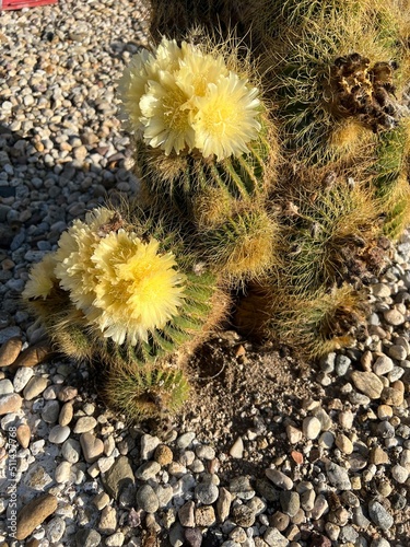 cactus in the desert