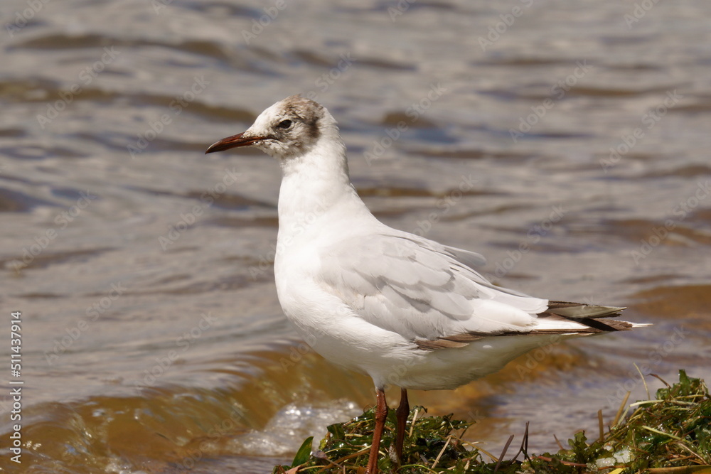Fototapeta premium A seagull stands on the shore of a pond. The black-headed gull (Chroicocephalus ridibundus) is a small gull that breeds in much of the Palearctic including Europe and also in coastal eastern Canada.