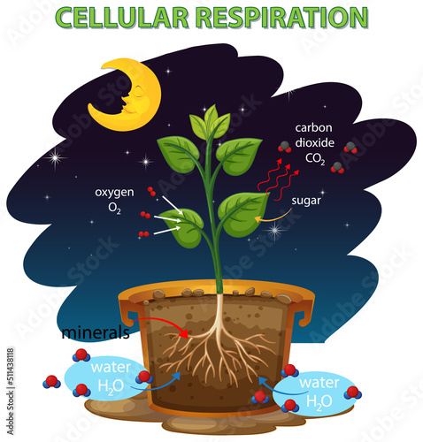 Diagram showing cellular respiration