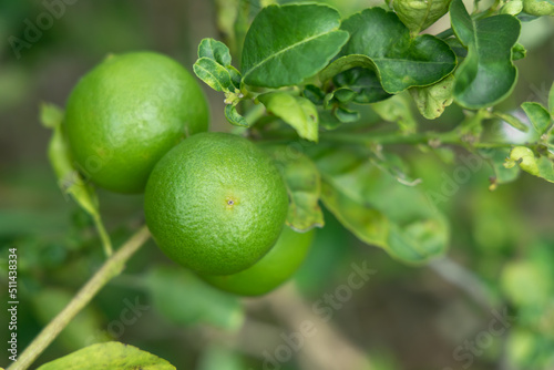 green lemons on tree in garden