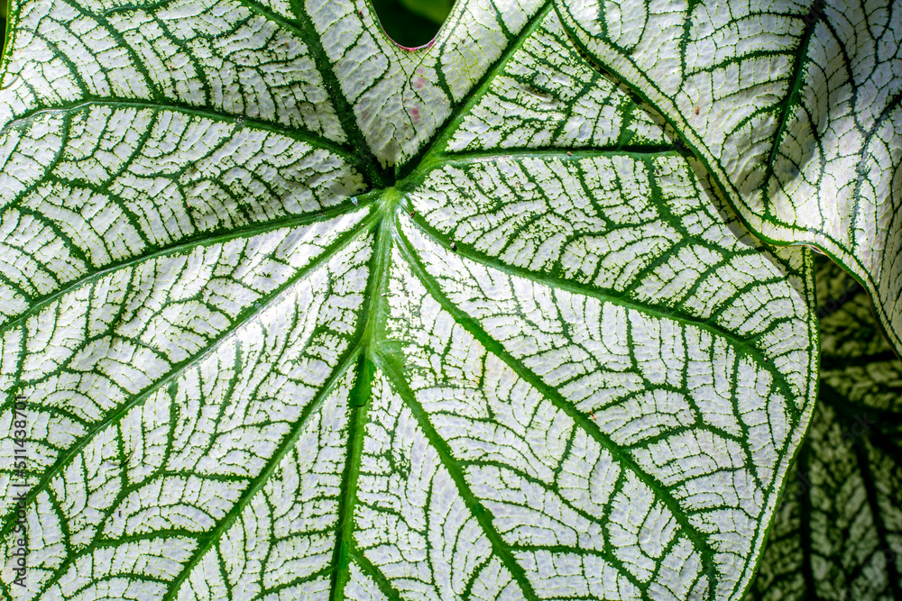Obraz premium White caladiums (Angel Wings) with red veins and green margins.Bon White leaves