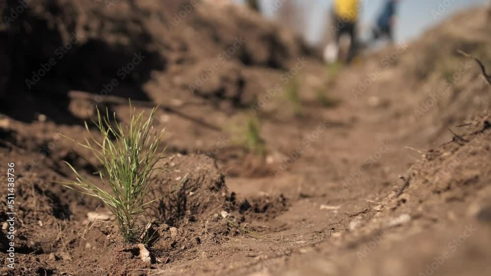 Young pine seedlings. Planting a forest. People in work gloves dig holes with shovels and plant young pine trees. Young pine seedlings. Planting a forest. People in work gloves dig holes with shovels and plant young pine trees.