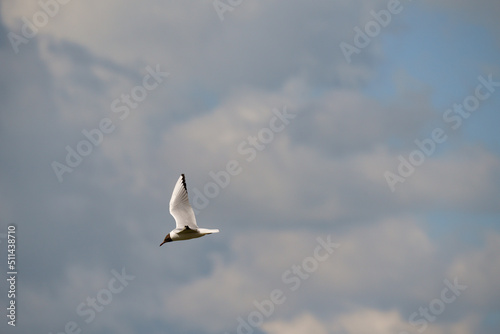 Bird in flight. The black-headed gull  Chroicocephalus ridibundus  is a small gull that breeds in much of the Palearctic including Europe and also in coastal eastern Canada.