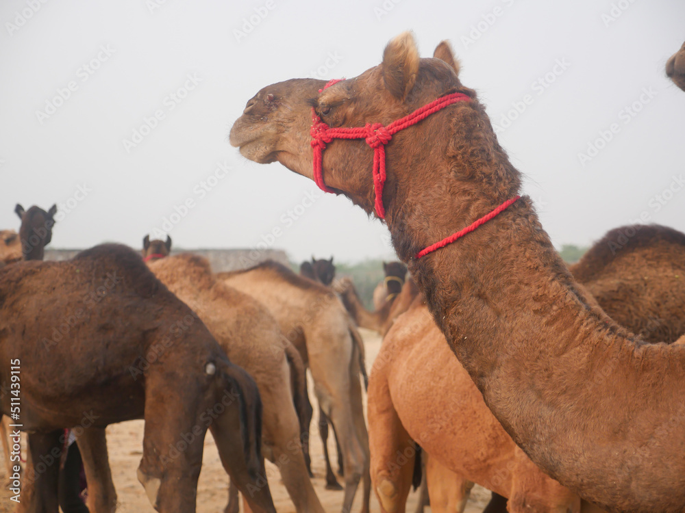 Naklejka premium Camels gathered for trade at pushkar camel fair in India