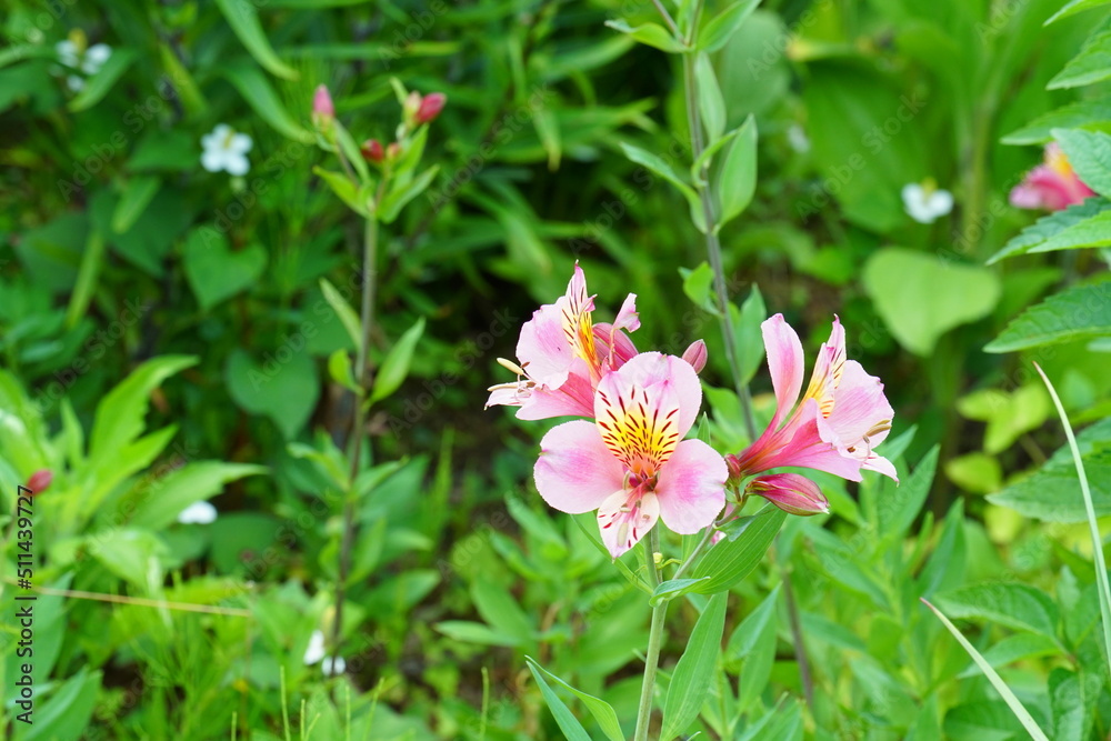 ピンクのキバナユリズイセンの花 ピンクのキバナユリズイセンの花
