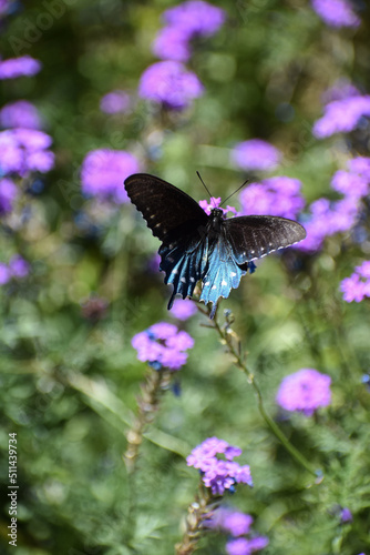 black and blue butterfly with background of purple flowers