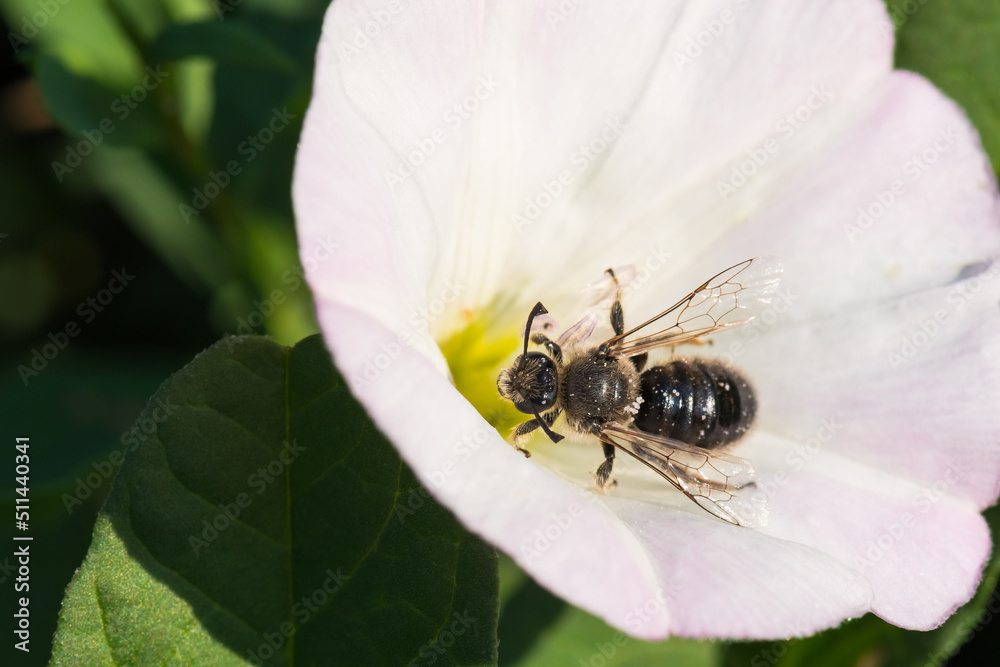 Fototapeta premium A Hard-Working Bee is Gathering Pollen from a White Flower on a Hot Summer Day