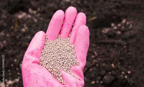 the farmer's hand, in gloves, fertilizes the black soil with fertilizers for a good planting and harvesting photo