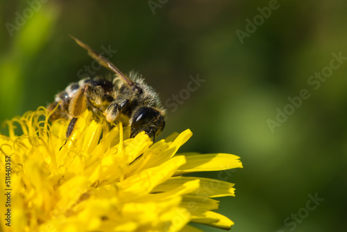A Bee is Gathering Pollen from a Dandelion in Early Summer