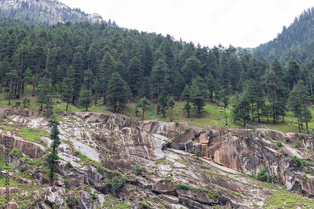 Deodar forest in the mountains of kumrat valley