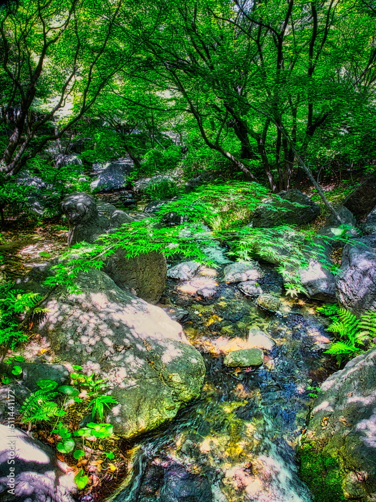 Photography 初夏の新緑が美しい渓流の風景