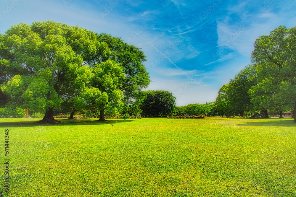 Naklejka premium 日本の初夏、新緑が美しい公園の風景