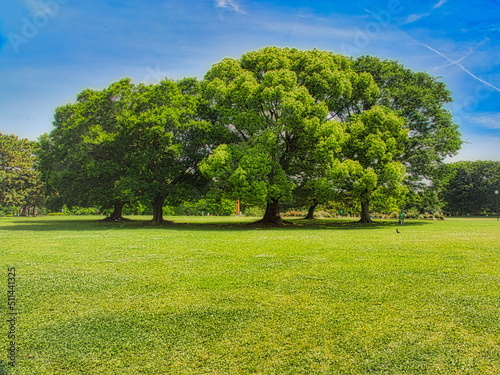 日本の初夏、新緑が美しい公園の風景