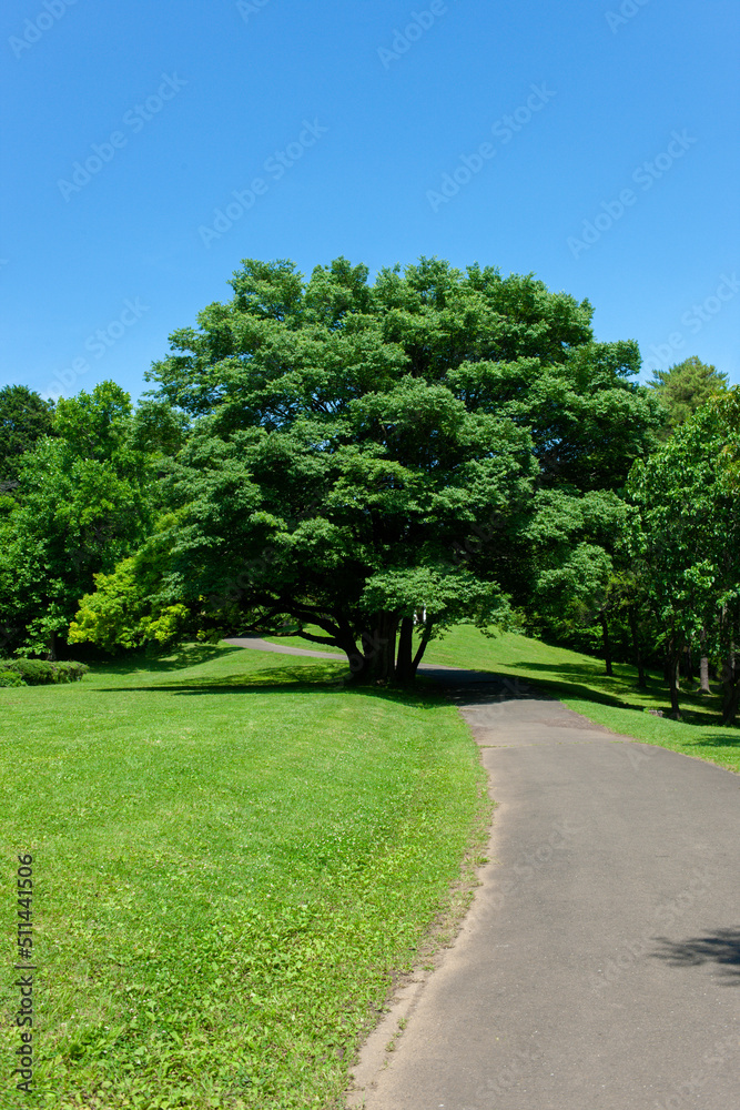 Park path