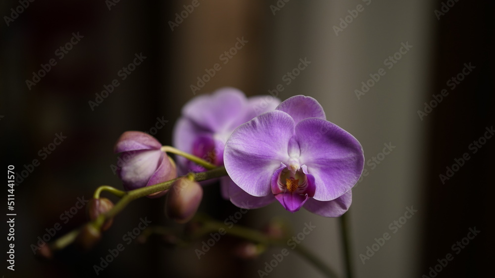 The purple buterfly liked flowers blooming in the room The purple buterfly liked flowers blooming in the room