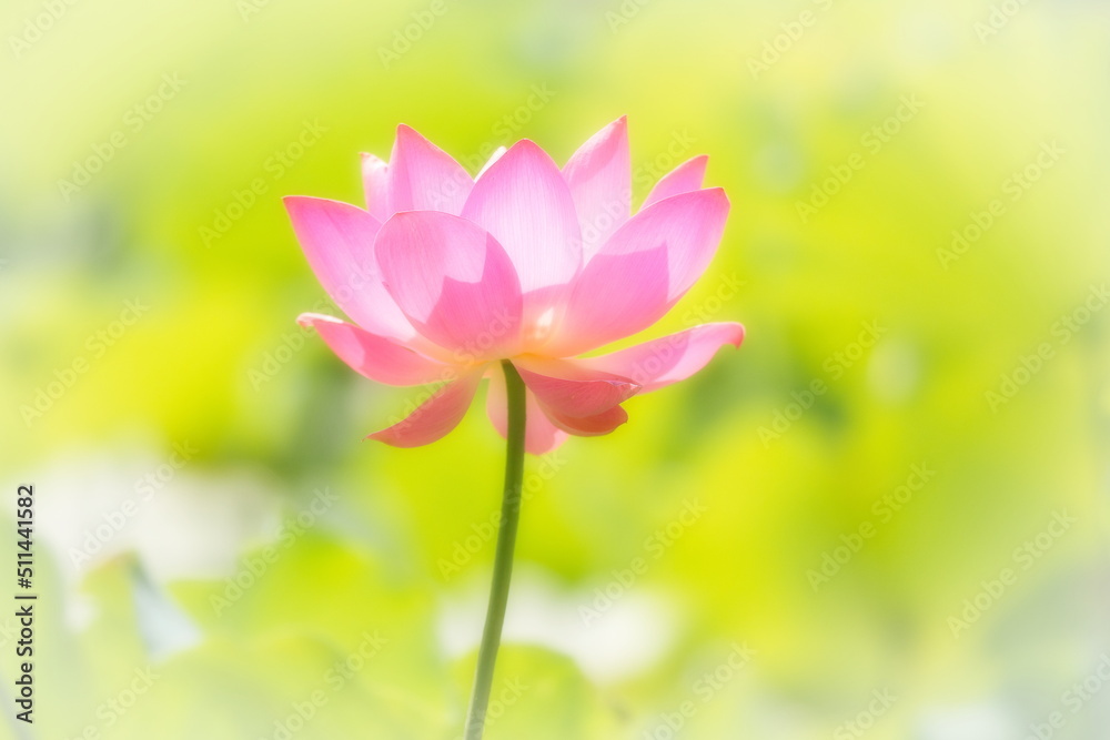 Fototapeta premium 日本の初夏・蓮のクローズアップ写真