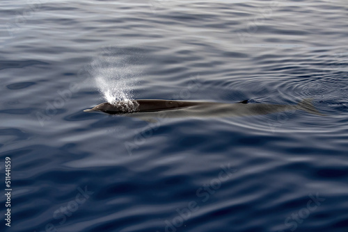 Cuvier Beaked Whale underwater near sea surface photo