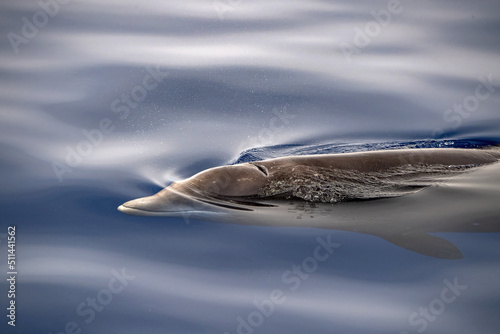 Leinwand Poster Cuvier Beaked Whale underwater near sea surface