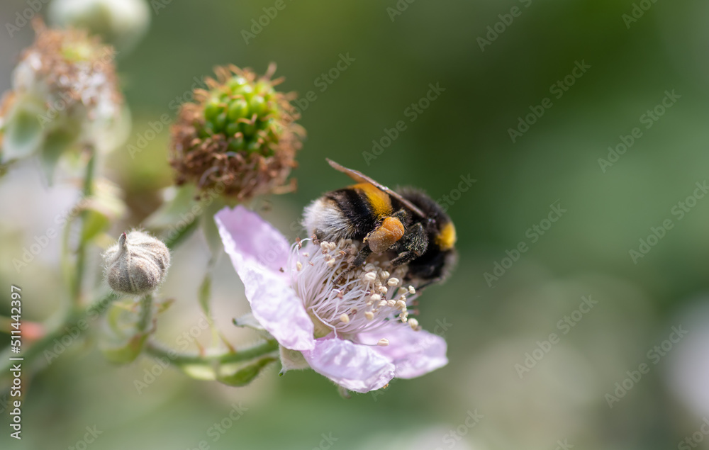 A macro close up of a Bumblebee pollenating a flowering Blackberry plant. A macro close up of a Bumblebee pollenating a flowering Blackberry plant.