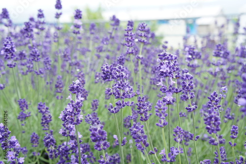 ラベンダーの花