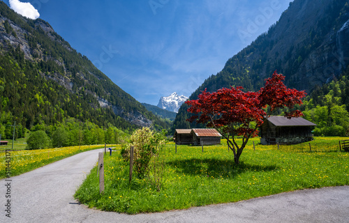 Obraz na płótnie alpine valley in Grindelwald in Switzerland w salonie
