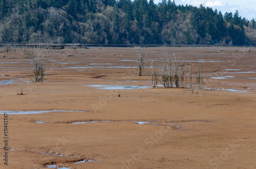 Some bushes in mud in front of evergreen forest background in the Billy Frank Jr. Nisqually National Wildlife Refuge, WA, USA photo