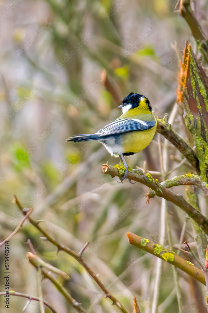 a blue tit sits on a branch a blue tit sits on a branch