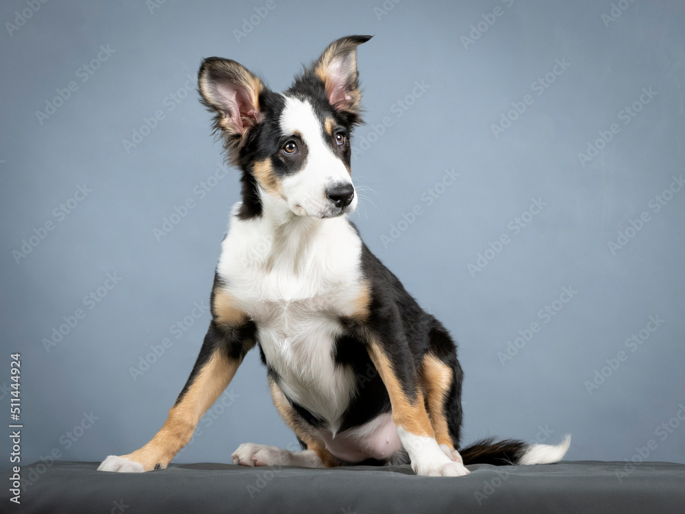 Border collie puppy sitting in a photo studio