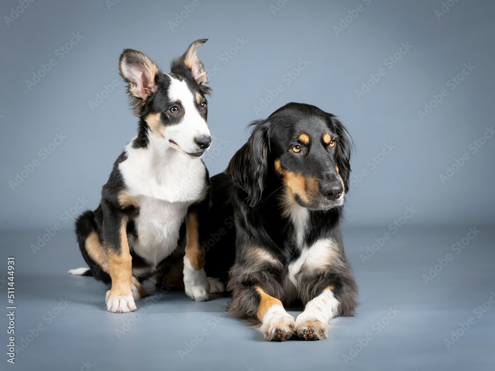 Gordon setter and border collie lying and sitting in a photography studio Gordon setter and border collie lying and sitting in a photography studio