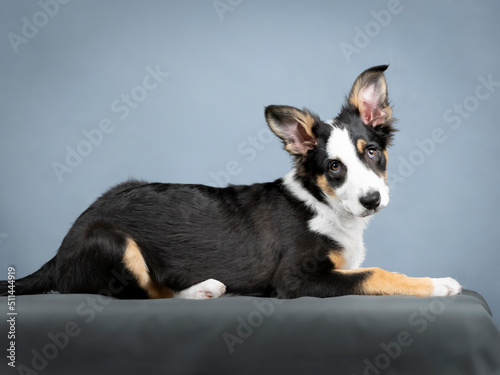 border collie puppy lying in a photography studio
