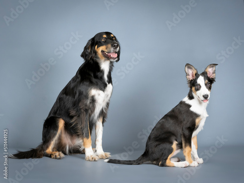 Gordon setter and border collie sitting in a photography studio