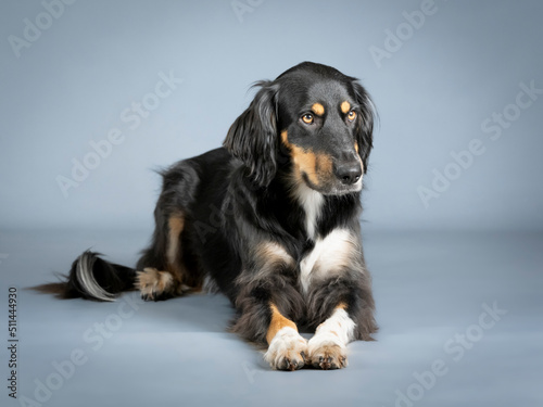 Gordon setter lying in a photography studio