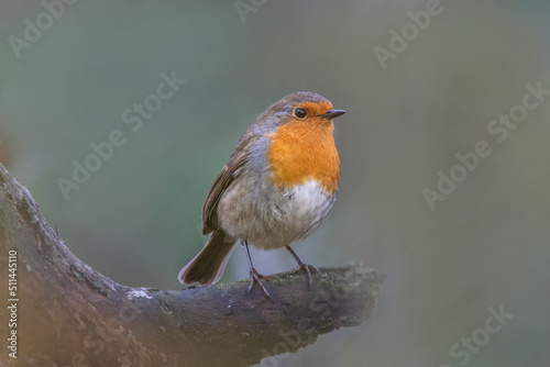 a robin sits on a branch © Mario Plechaty
