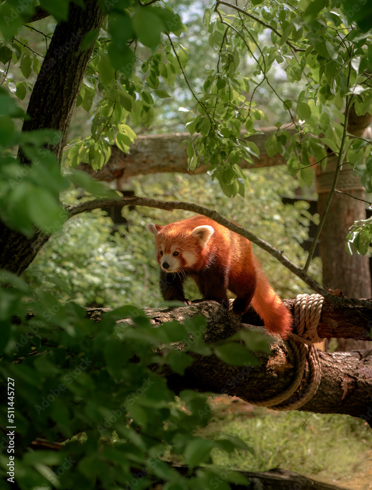Obraz premium red panda in the forest