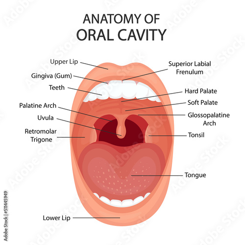 Oral cavity anatomy with vector illustration. Healthy open mouth. photo