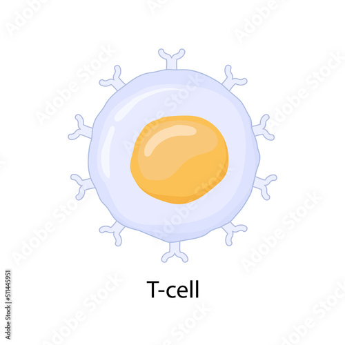 vector illustration of immune system T cells isolated in white background. 